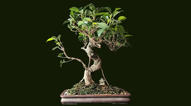 Authentic Bonsai Authentic Bonsai